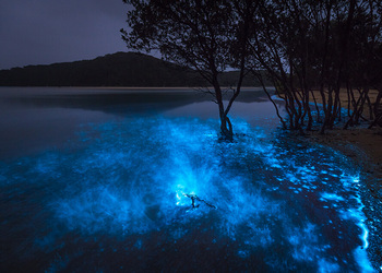 Exploring the Curious World of Bioluminescence: Nature's Illuminating Secrets