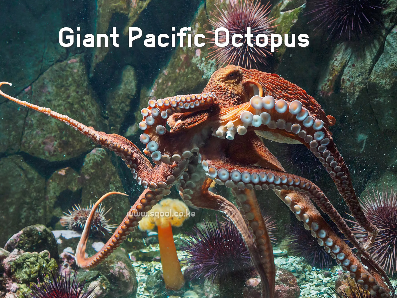 The Fascinating World of the Giant Pacific Octopus: Marvels of the Ocean Depths