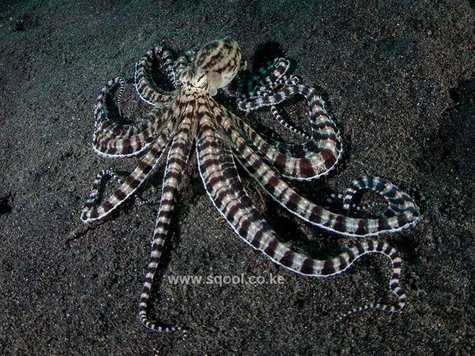 Mimic Octopus: Master of Disguise in the Underwater Realm