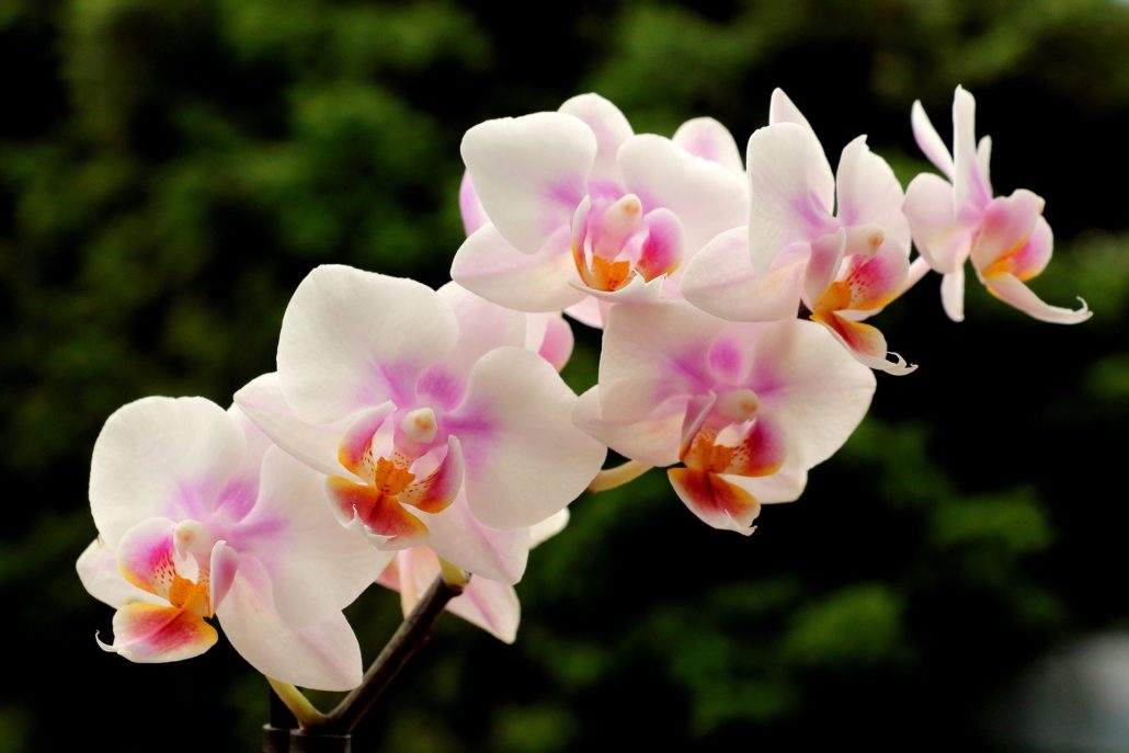 The Marvelous Adaptations of Orchids: Nature's Masterpieces