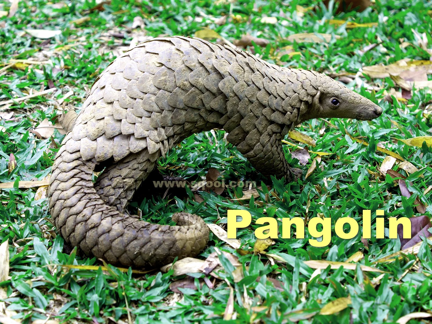 The Fascinating World of the Pangolin: Nature's Armor-Clad Mammal