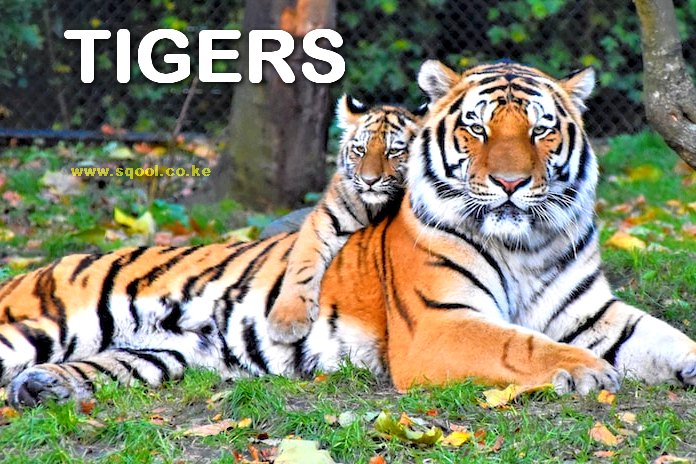Tigers: Majestic Creatures of the Wild