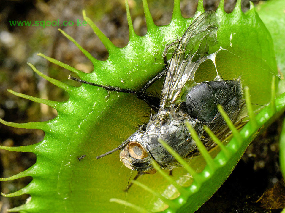 The Astonishing Adaptations of the Venus Flytrap: Nature's Carnivorous Wonder